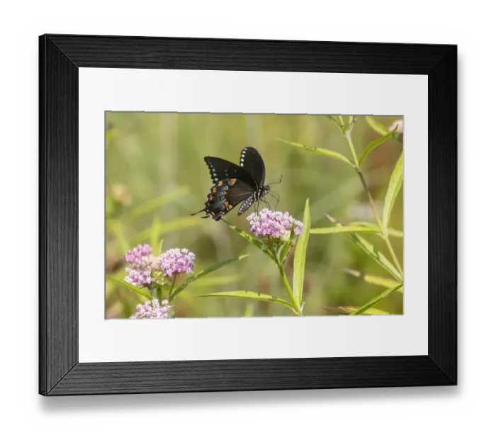 Framed Print : Spicebush swallowtail on swamp milkweed Framed Print : Spicebush swallowtail on swamp milkweed