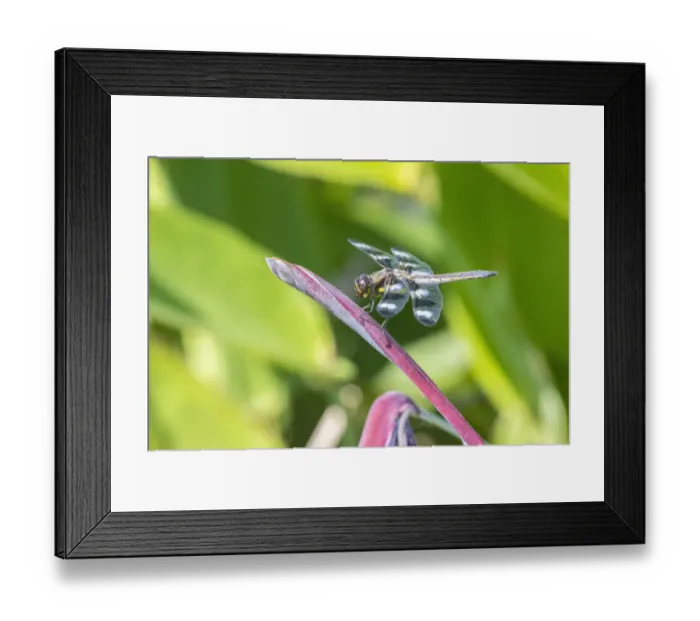 Framed Print : Twelve-spotted Skimmer male on Water Canna Framed Print : Twelve-spotted Skimmer male on Water Canna