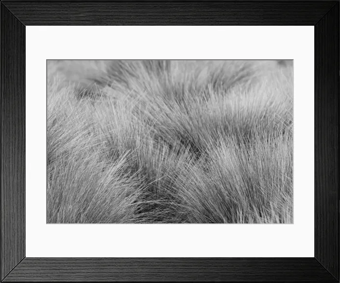Framed Print : Paramo grass, Antisana Ecological Reserve, Ecuador