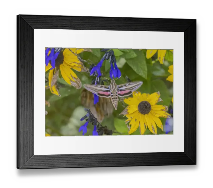 Framed Print : White-lined Sphinx on salvia