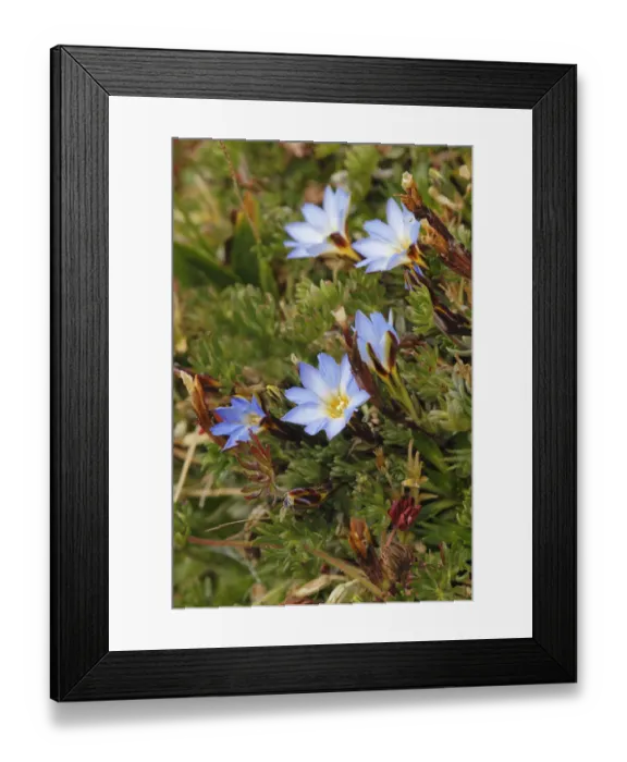 Framed Print : Ground cover, Antisana Ecological Reserve, Ecuador Framed Print : Ground cover, Antisana Ecological Reserve, Ecuador