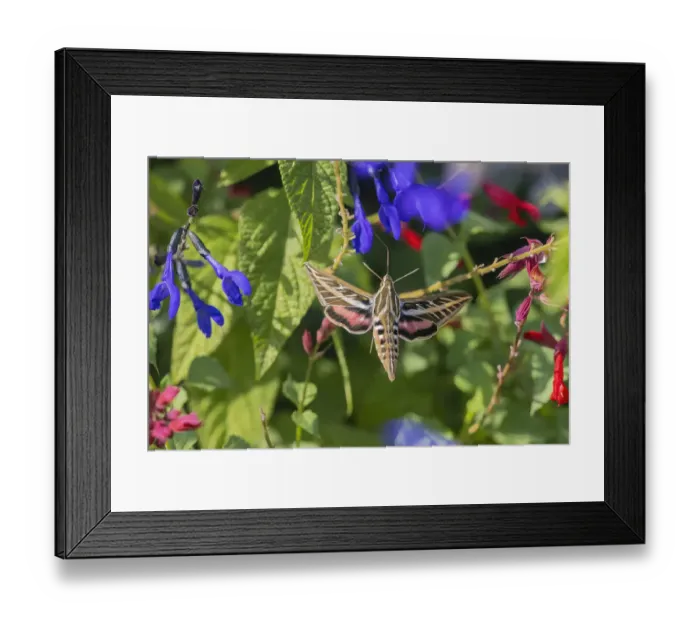 Framed Print : White-lined Sphinx on salvia