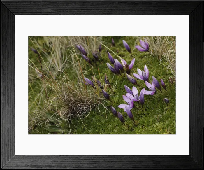 Framed Print : Gentian flowers, Antisana National Park, Ecuador Framed Print : Gentian flowers, Antisana National Park, Ecuador