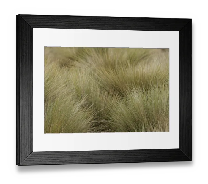 Framed Print : Paramo grass, Antisana Ecological Reserve, Ecuador Framed Print : Paramo grass, Antisana Ecological Reserve, Ecuador