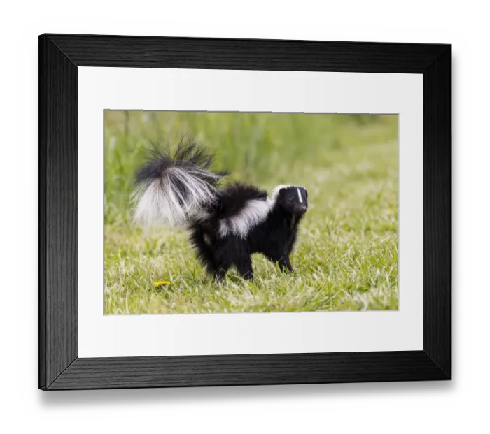 Framed Print : Striped skunk digging for food