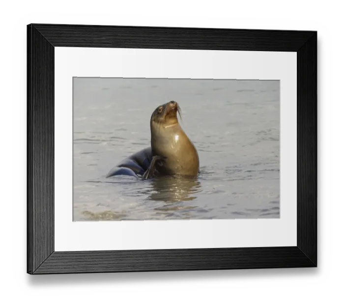 Framed Print : Galapagos sea lion, San Cristobal Island, Galapagos Islands, Ecuador Framed Print : Galapagos sea lion, San Cristobal Island, Galapagos Islands, Ecuador