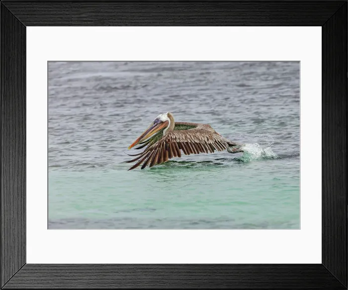 Framed Print : Brown pelican taking off from water, San Cristobal Island, Galapagos Islands, Ecuador Framed Print : Brown pelican taking off from water, San Cristobal Island, Galapagos Islands, Ecuador
