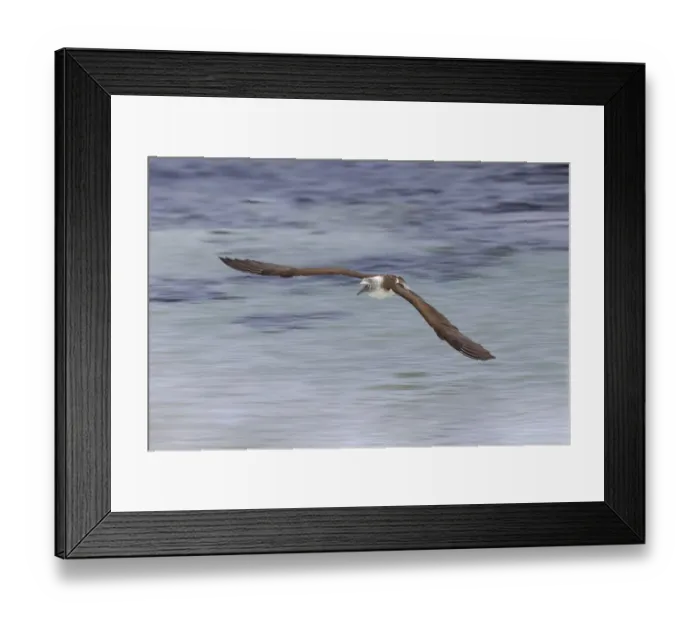Framed Print : Blue-footed booby diving for fish, San Cristobal Island, Galapagos Islands, Ecuador