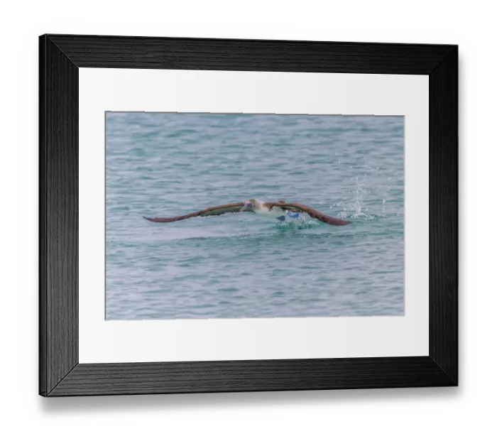 Framed Print : Blue-footed booby diving for fish, San Cristobal Island, Galapagos Islands, Ecuador