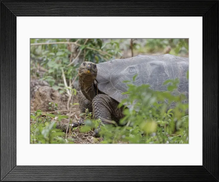 Framed Print : San Cristobal giant tortoise, San Cristobal Island, Galapagos Islands, Ecuador