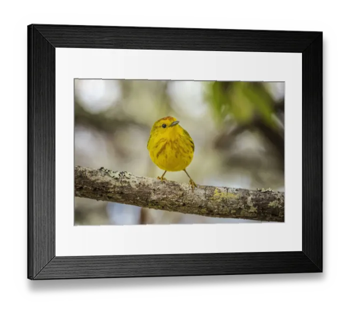 Framed Print : Yellow warbler. San Cristobal Island, Galapagos Islands, Ecuador