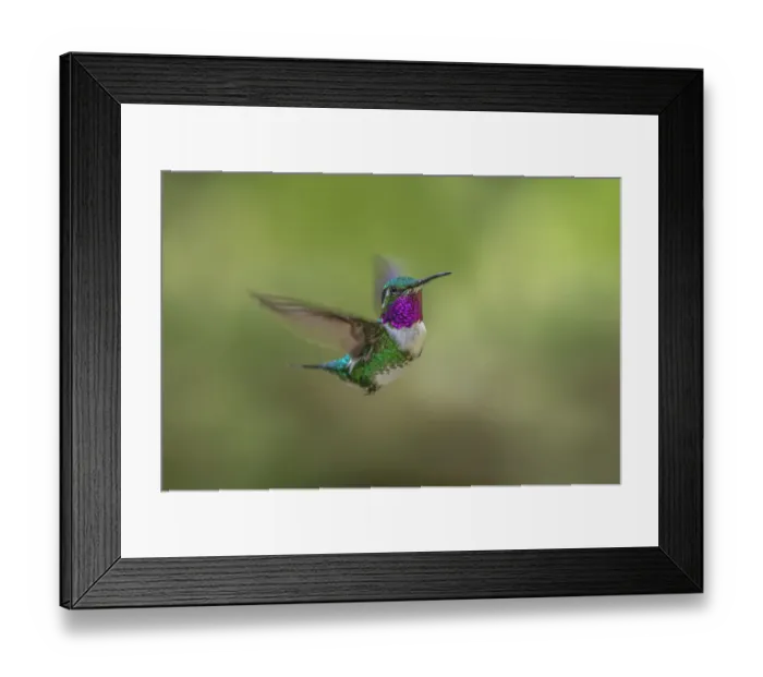 Framed Print : White-bellied woodstar flying, Ecuador