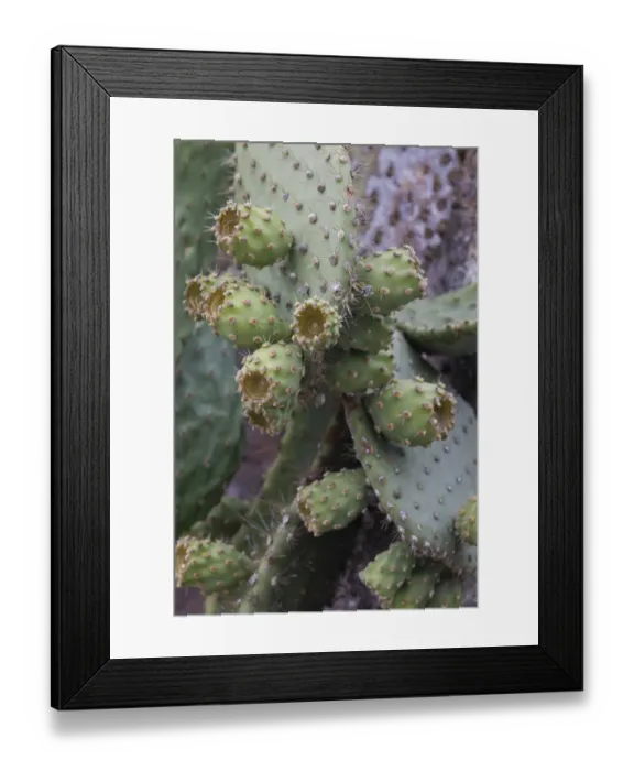 Framed Print : Opuntia prickly pear cactus, South Plaza Island, Galapagos Islands, Ecuador Framed Print : Opuntia prickly pear cactus, South Plaza Island, Galapagos Islands, Ecuador