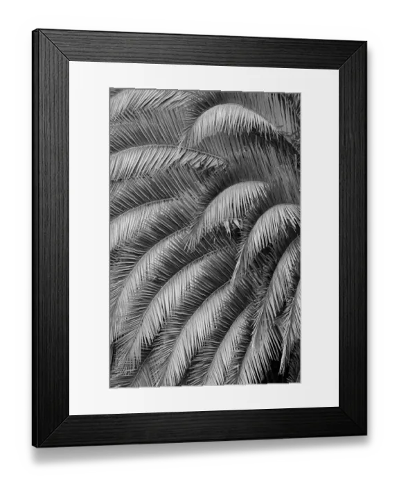 Framed Print : Black and White Pattern in branches of palm tree, Quito, Ecuador Framed Print : Black and White Pattern in branches of palm tree, Quito, Ecuador