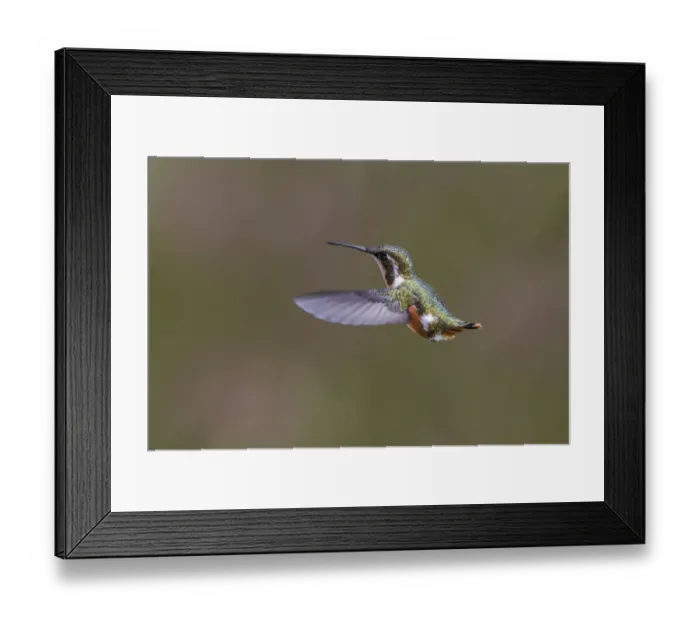 Framed Print : Female Purple-throated Woodstar, Ecuador Framed Print : Female Purple-throated Woodstar, Ecuador