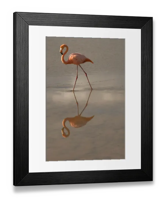 Framed Print : Greater Flamingo, Ecuador Framed Print : Greater Flamingo, Ecuador