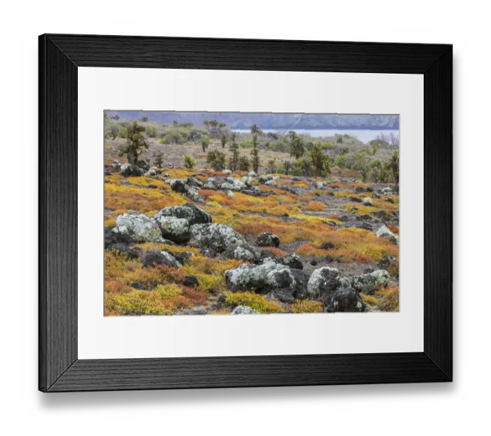 Framed Print : Carpet weed along with Opuntia prickly pear cactus, South Plaza Island, Galapagos Islands, Ecuador