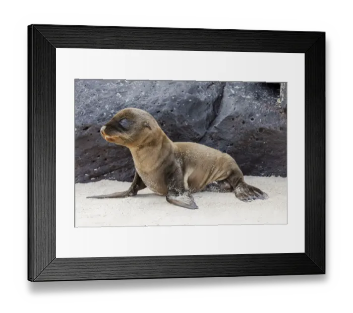 Framed Print : Baby Galapagos sealion pup, Espanola Island, Galapagos Islands, Ecuador Framed Print : Baby Galapagos sealion pup, Espanola Island, Galapagos Islands, Ecuador