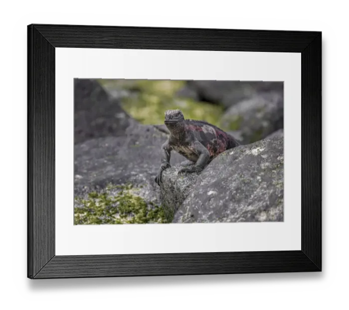 Framed Print : Marine iguana, Espanola Island, Galapagos Islands, Ecuador Framed Print : Marine iguana, Espanola Island, Galapagos Islands, Ecuador