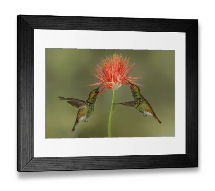 Framed Print : Pair of Coppery Headed Emerald hummingbirds feeding on flower, Costa Rica Framed Print : Pair of Coppery Headed Emerald hummingbirds feeding on flower, Costa Rica