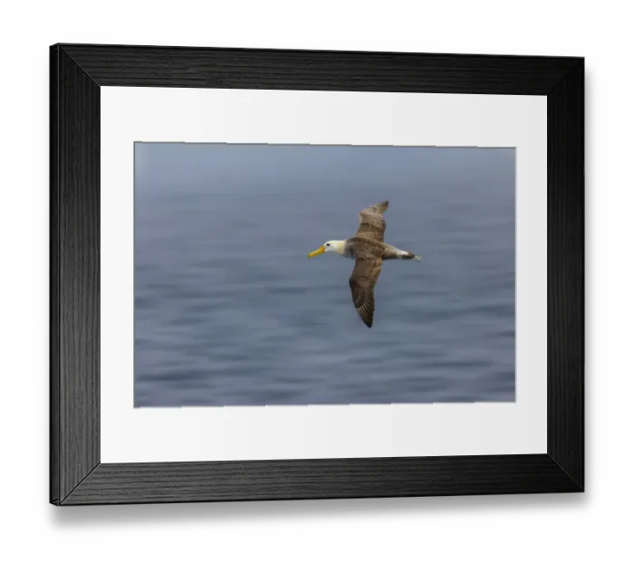 Framed Print : Waved albatross flying, Espanola Island, Galapagos Islands, Ecuador Framed Print : Waved albatross flying, Espanola Island, Galapagos Islands, Ecuador