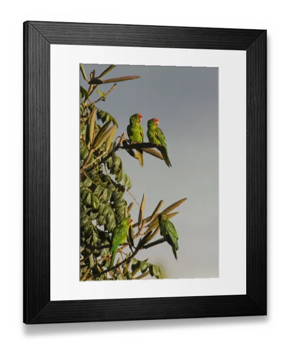 Framed Print : Red-lored Parrots, Costa Rica