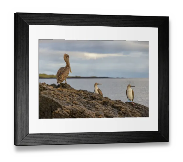 Framed Print : Blue-footed booby and brown pelican, Ecuador, Galapagos Islands, Santa Cruz Island