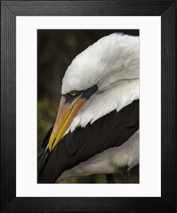 Framed Print : Nazca booby preening feathers, Espanola Island, Galapagos Islands, Ecuador Framed Print : Nazca booby preening feathers, Espanola Island, Galapagos Islands, Ecuador