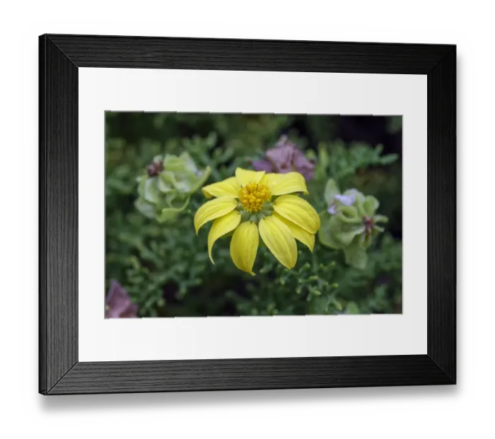 Framed Print : Yellow daisy bush, endemic to Floreana Island, Galapagos Islands, Ecuador Framed Print : Yellow daisy bush, endemic to Floreana Island, Galapagos Islands, Ecuador