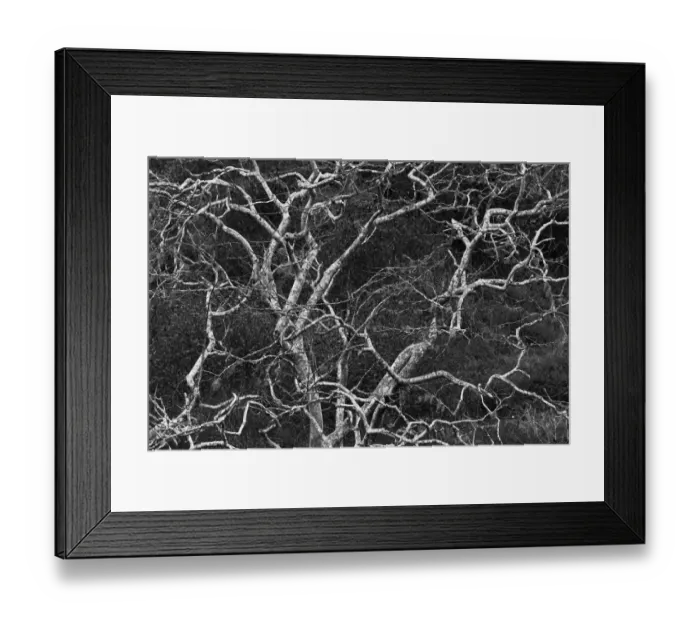 Framed Print : Palo santo tree. Floreana Island, Galapagos Islands, Ecuador Framed Print : Palo santo tree. Floreana Island, Galapagos Islands, Ecuador