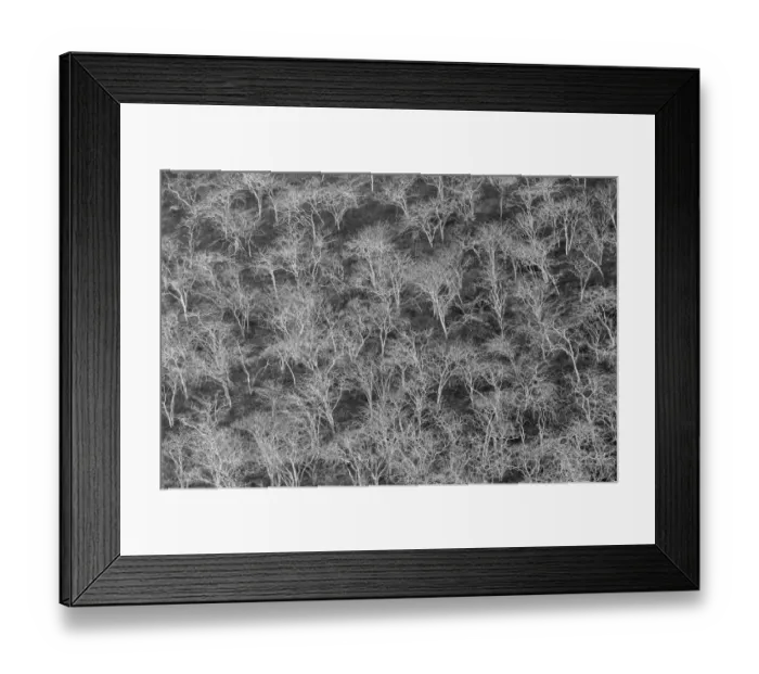 Framed Print : Hillside of palo santo trees. Floreana Island, Galapagos Islands, Ecuador