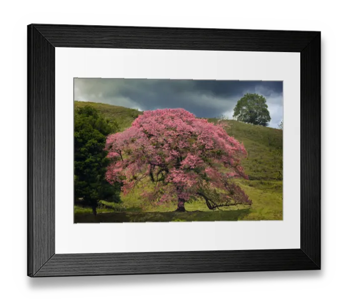Framed Print : Single large flowering tree, Costa Rica
