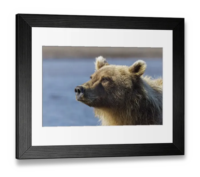 Framed Print : Grizzly bear close-up, Lake Clark National Park and Preserve, Alaska Framed Print : Grizzly bear close-up, Lake Clark National Park and Preserve, Alaska