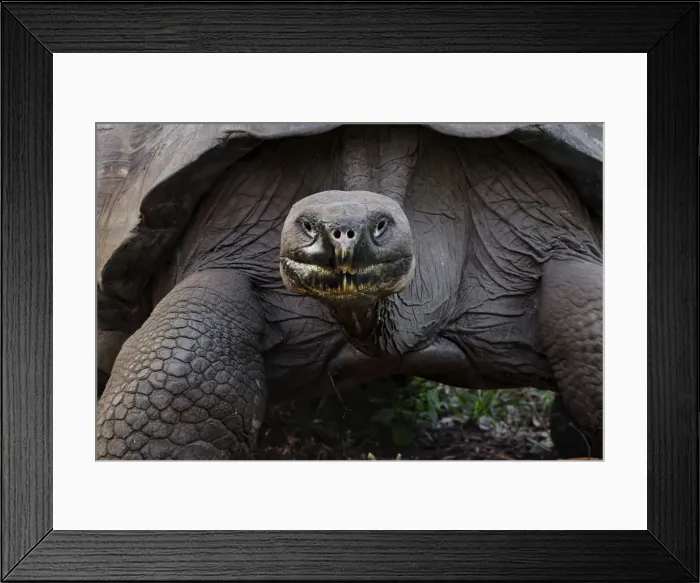Framed Print : Galapagos giant tortoise. Genovesa Island, Galapagos Islands, Ecuador Framed Print : Galapagos giant tortoise. Genovesa Island, Galapagos Islands, Ecuador