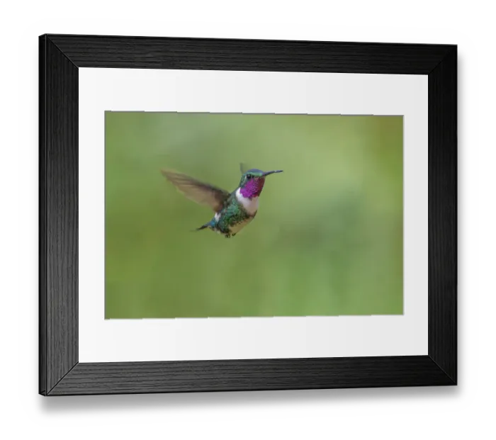 Framed Print : White-bellied woodstar flying, Ecuador Framed Print : White-bellied woodstar flying, Ecuador