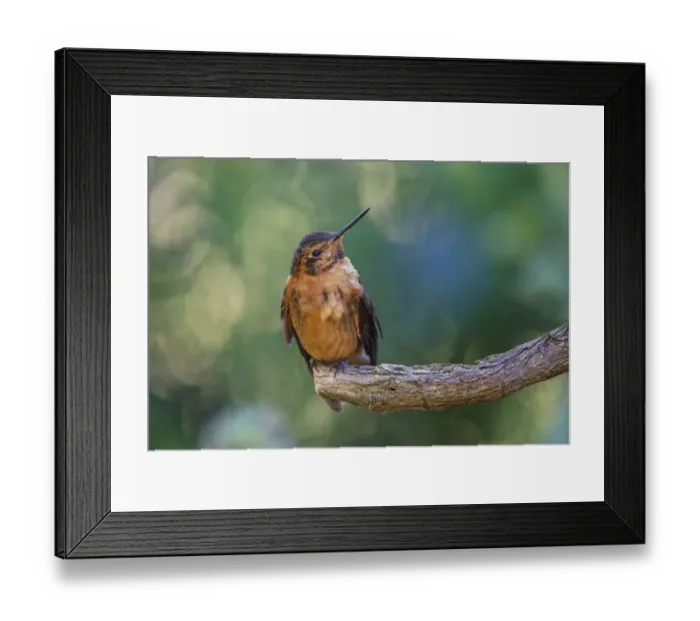 Framed Print : Shining sunbeam, Ecuador Framed Print : Shining sunbeam, Ecuador
