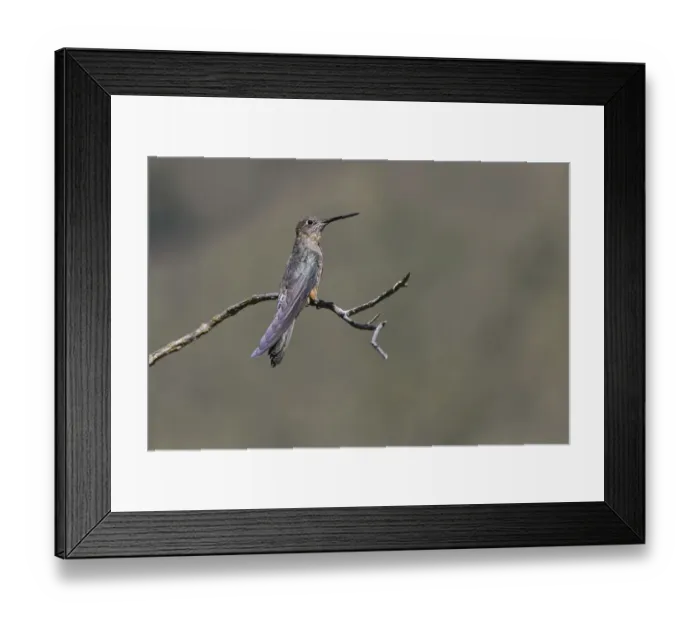 Framed Print : Giant hummingbird perched, Ecuador Framed Print : Giant hummingbird perched, Ecuador