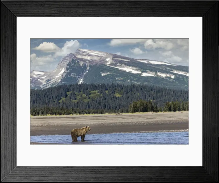 Framed Print : Grizzly bear in landscape with mountain, Lake Clark National Park and Preserve, Alaska Framed Print : Grizzly bear in landscape with mountain, Lake Clark National Park and Preserve, Alaska