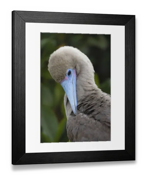 Framed Print : Red-footed booby nestling. Genovesa Island, Galapagos Islands, Ecuador