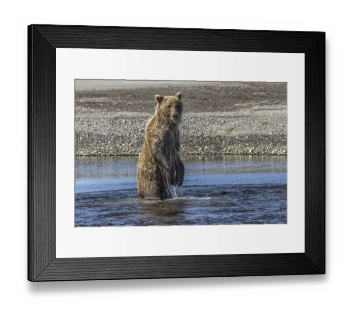 Framed Print : Grizzly bear standing while fishing, Lake Clark National Park and Preserve, Alaska Framed Print : Grizzly bear standing while fishing, Lake Clark National Park and Preserve, Alaska