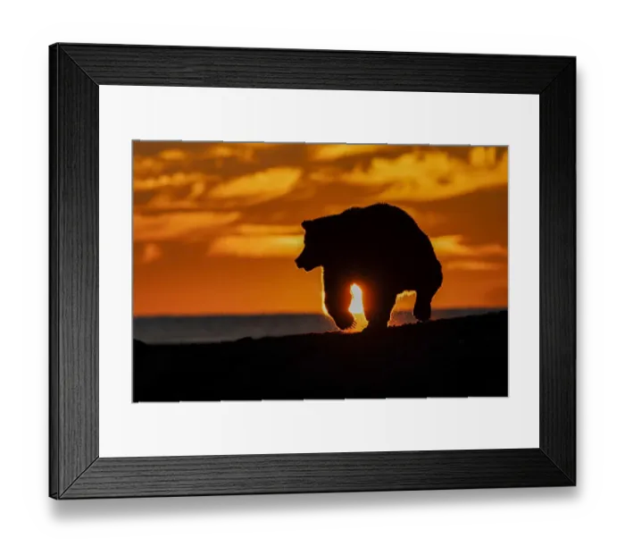 Framed Print : Adult grizzly bear silhouetted on beach at sunrise, Lake Clark National Park and Preserve, Alaska, Silver Salmon Creek Framed Print : Adult grizzly bear silhouetted on beach at sunrise, Lake Clark National Park and Preserve, Alaska, Silver Salmon Creek