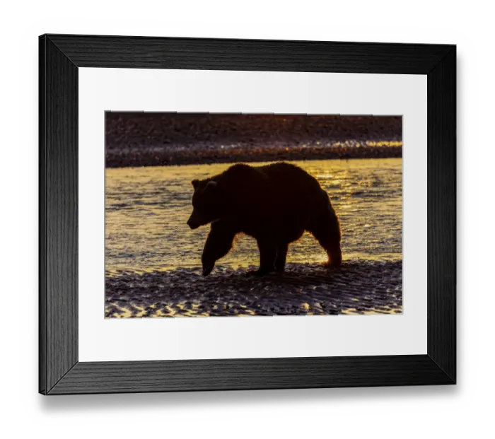 Framed Print : Adult grizzly bear silhouetted on beach at sunrise, Lake Clark National Park and Preserve, Alaska, Silver Salmon Creek Framed Print : Adult grizzly bear silhouetted on beach at sunrise, Lake Clark National Park and Preserve, Alaska, Silver Salmon Creek