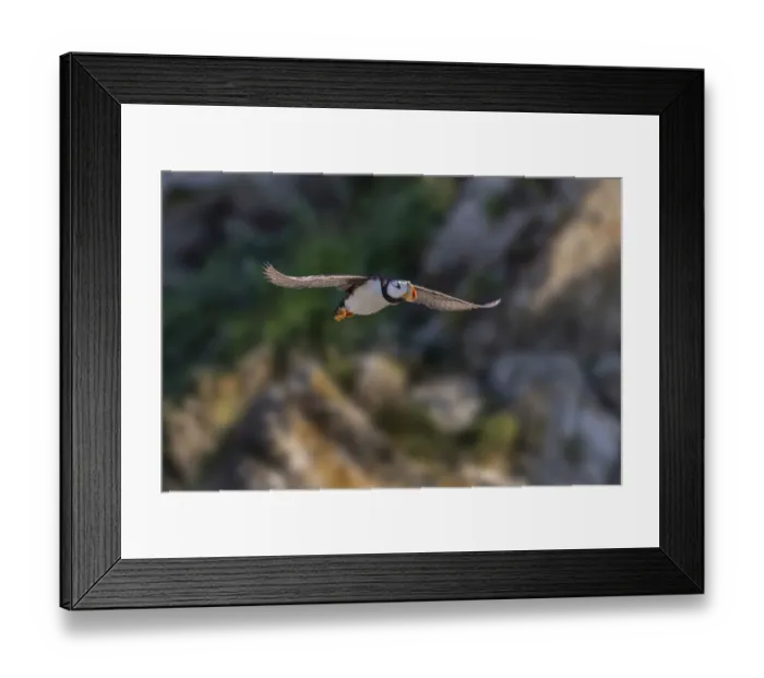 Framed Print : Horned puffin flying, Bird Island, Lake Clark National Park and Preserve, Alaska Framed Print : Horned puffin flying, Bird Island, Lake Clark National Park and Preserve, Alaska