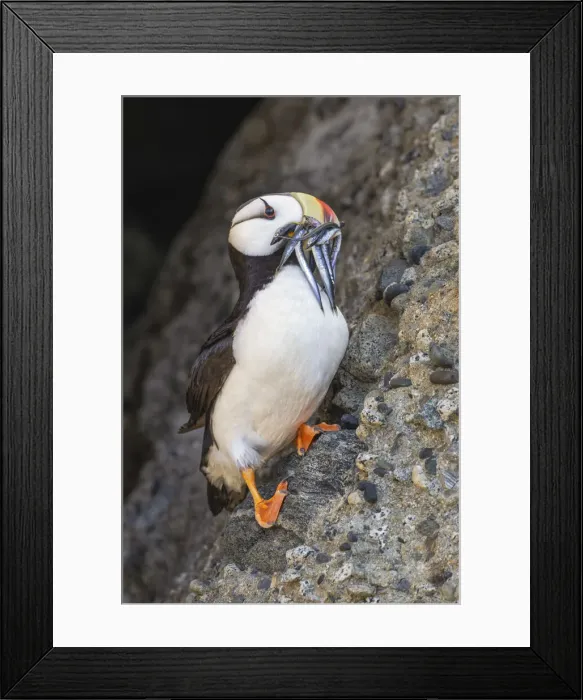 Framed Print : Horned puffin with needle fish in beak, Bird Island, Lake Clark National Park and Preserve, Alaska