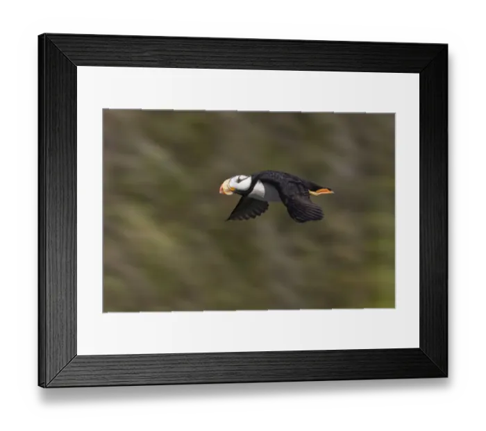 Framed Print : Horned puffin, Bird Island, Lake Clark National Park and Preserve, Alaska Framed Print : Horned puffin, Bird Island, Lake Clark National Park and Preserve, Alaska