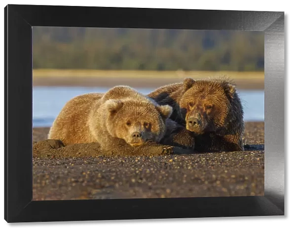 Adult female grizzly bear and cub sleeping together on beach at sunrise, Lake Clark National Park and Preserve, Alaska
