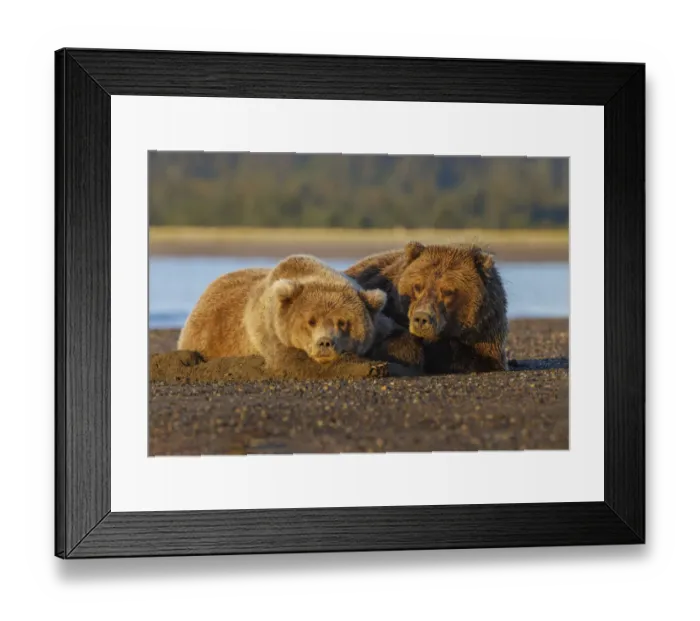 Framed Print : Adult female grizzly bear and cub sleeping together on beach at sunrise, Lake Clark National Park and Preserve, Alaska Framed Print : Adult female grizzly bear and cub sleeping together on beach at sunrise, Lake Clark National Park and Preserve, Alaska