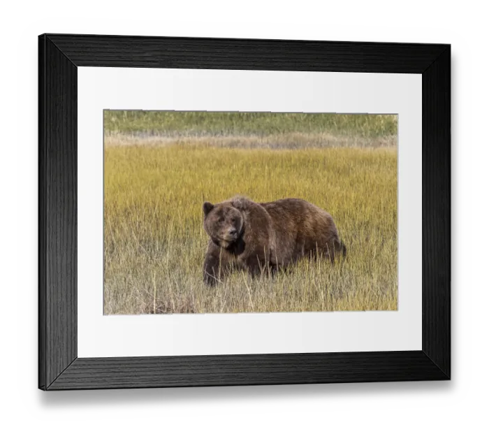 Framed Print : Adult female grizzly bear crossing grassy meadow, Lake Clark National Park and Preserve, Alaska, Silver Salmon Creek Framed Print : Adult female grizzly bear crossing grassy meadow, Lake Clark National Park and Preserve, Alaska, Silver Salmon Creek