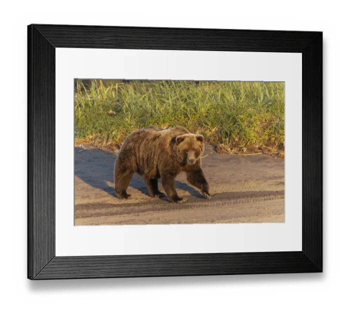 Framed Print : Adult grizzly bear on shoreline at sunrise, Lake Clark National Park and Preserve, Alaska, Silver Salmon Creek