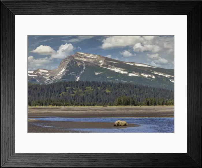 Framed Print : Grizzly bear resting on beach with mountain backdrop, Lake Clark National Park and Preserve, Alaska, Silver Salmon Creek Framed Print : Grizzly bear resting on beach with mountain backdrop, Lake Clark National Park and Preserve, Alaska, Silver Salmon Creek